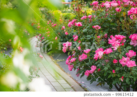 盛開的玫瑰長廊 99615412