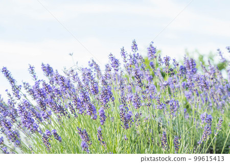 花園薰衣草 99615413