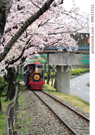 在明石公園的櫻花 99615552