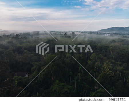 Nature tropical green tree forest morning with fog mountain background Nature tropical green tree forest morning with fog mountain background 99615751