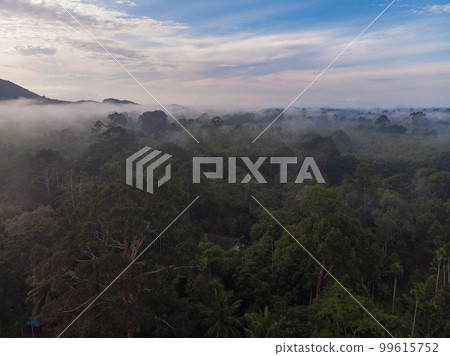 Nature tropical green tree forest morning with fog mountain background Nature tropical green tree forest morning with fog mountain background 99615752