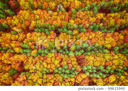 Autumn forest from above 99615940