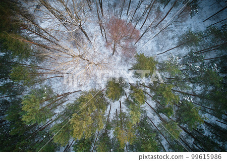 Aerial view of frosty white winter pine forests and birch groves covered with hoarfrost and snow. Drone photo of high trees in mountains at winter time. Idyllic landscape 99615986
