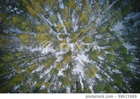 Aerial view of frosty white winter pine forests and birch groves covered with hoarfrost and snow. Drone photo of high trees in mountains at winter time. Idyllic landscape 99615989