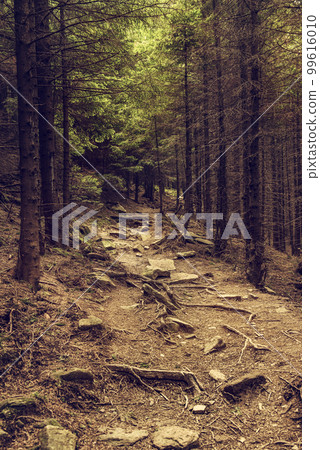 Dark moody forest 99616010