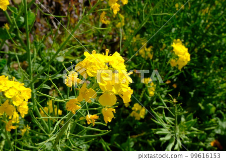 須磨浦公園的油菜花 須磨浦公園的油菜花 99616153