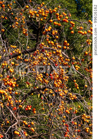 The scenery of persimmon trees in the countryside against the backdrop of clear autumn weather "Road to Ryumon Dam" A tourist destination famous for its natural scenery The scenery of persimmon trees in the countryside against the backdrop of clear autumn weather "Road to Ryumon Dam" A tourist destination famous for its natural scenery 99616162