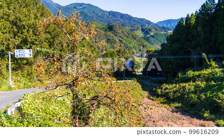 秋日晴朗的鄉間柿子樹景觀“龍門水壩之路” 以自然風光聞名的旅遊勝地 99616209