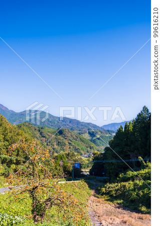 Landscape of persimmon trees in the countryside against the backdrop of clear autumn weather "Road to Ryumon Dam" A tourist destination famous for its natural scenery 99616210