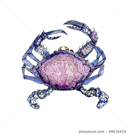 Watercolor illustration of a crab. Design element for menu, restaurant, aquarium, oceanarium. Mix technique - watercolour and graphics. Sea creatures. Watercolor illustration of a crab. Design element for menu, restaurant, aquarium, oceanarium. Mix technique - watercolour and graphics. Sea creatures. 99616419