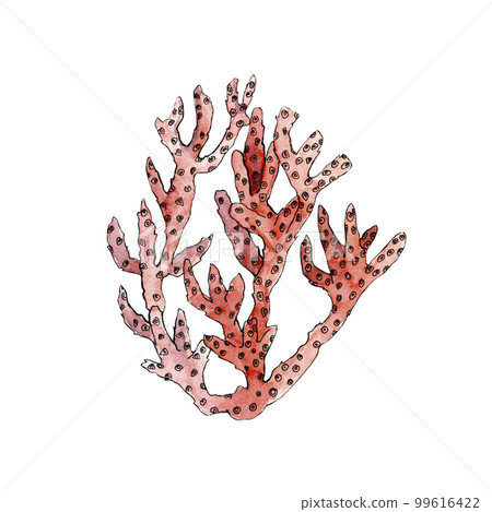 Watercolor illustration of coral. Design element for menu, restaurant, aquarium, oceanarium. Mix technique - watercolour and graphics. Sea creatures. 99616422