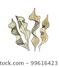 Watercolor illustration of kelp algae. Design element for menu, restaurant, aquarium, oceanarium. Mix technique - watercolour and graphics. Sea creatures. 99616423