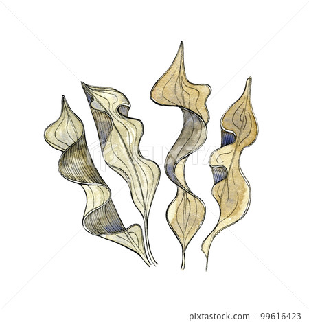 Watercolor illustration of kelp algae. Design element for menu, restaurant, aquarium, oceanarium. Mix technique - watercolour and graphics. Sea creatures. 99616423