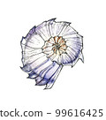 Watercolor illustration of a seashell. Design element for menu, restaurant, aquarium, oceanarium. Mix technique - watercolour and graphics. Sea creatures. 99616425