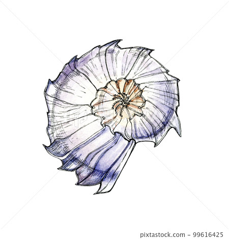Watercolor illustration of a seashell. Design element for menu, restaurant, aquarium, oceanarium. Mix technique - watercolour and graphics. Sea creatures. Watercolor illustration of a seashell. Design element for menu, restaurant, aquarium, oceanarium. Mix technique - watercolour and graphics. Sea creatures. 99616425