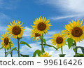 向日葵和藍天 99616426