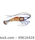 Watercolor illustration of a shrimp. Design element for menu, restaurant, aquarium, oceanarium. Mix technique - watercolour and graphics. Sea creatures. 99616428