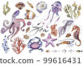 Set of watercolor and graphic illustrations with sea creatures. Fish, octopus, starfish, seaweed, coral. Set of elements for graphic design for restaurants, oceanariums, aquariums. Sea creatures. 99616431