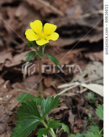 Honeybee Chiguri of Odashirogahara Honeybee Chiguri of Odashirogahara 99616655