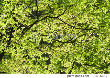 Fresh green maple 99616667