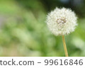 Dandelion fluff 99616846