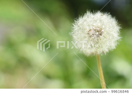 Dandelion fluff Dandelion fluff 99616846