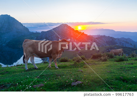 Asturian Mountain cattle cow sits on the lawn in a national park among the mountains at sunset 99617763