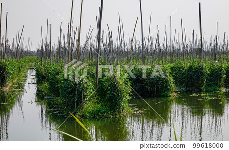 Floating garden on Inle Lake, Myanmar Floating garden on Inle Lake, Myanmar 99618000