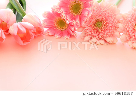 白色情人節粉紅色鬱金香和非洲菊 白色情人節粉紅色鬱金香和非洲菊 99618197
