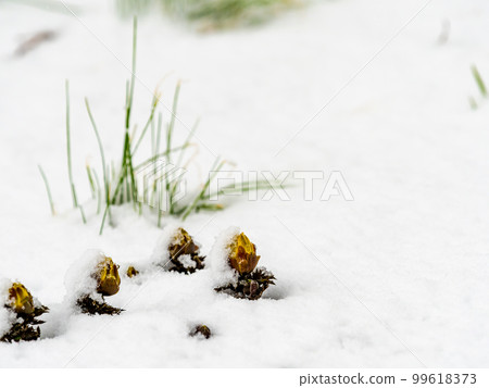 不輸於雪而綻放的阿多尼斯·拉莫薩 不輸於雪而綻放的阿多尼斯·拉莫薩 99618373