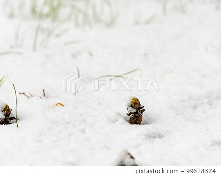 不輸於雪而綻放的阿多尼斯·拉莫薩 99618374