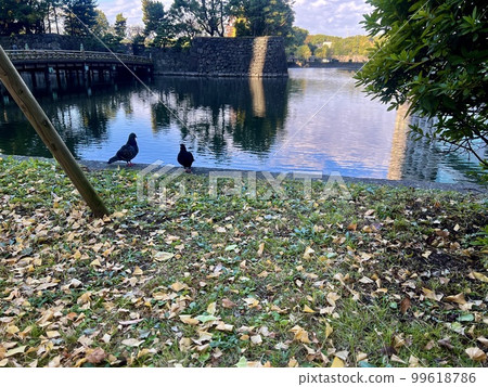 秋天陽光明媚的早晨:皇居護城河邊緣的風景/東京的風景之一 秋天陽光明媚的早晨:皇居護城河邊緣的風景/東京的風景之一 99618786