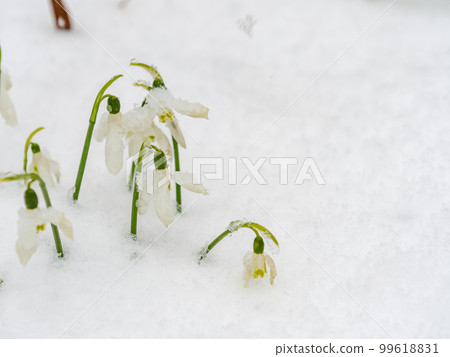 Giant snowdrops blooming in the snow Giant snowdrops blooming in the snow 99618831