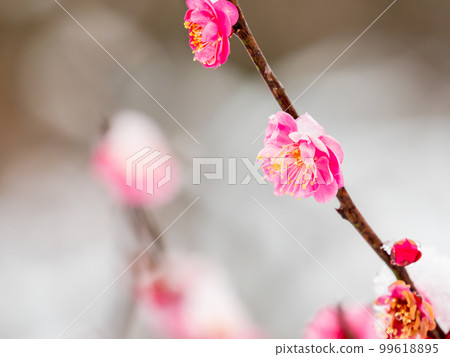 東京下雪天的風景 雪堆在盛開的紅梅上 東京下雪天的風景 雪堆在盛開的紅梅上 99618895