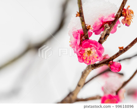 東京下雪天的風景 雪堆在盛開的紅梅上 東京下雪天的風景 雪堆在盛開的紅梅上 99618896