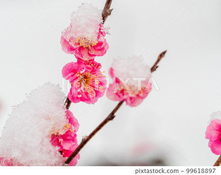 東京下雪天的風景 雪堆在盛開的紅梅上 東京下雪天的風景 雪堆在盛開的紅梅上 99618897