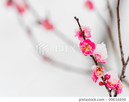 Scenery of a snowy day in Tokyo Snow piled up on red plums in full bloom 99618898