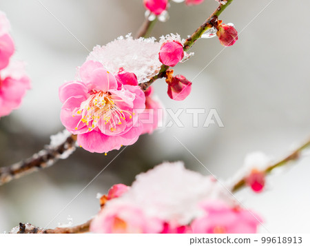 Scenery of a snowy day in Tokyo Snow piled up on red plums in full bloom 99618913