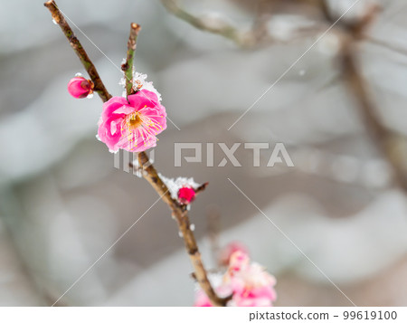 東京下雪天的風景 雪堆在盛開的紅梅上 99619100