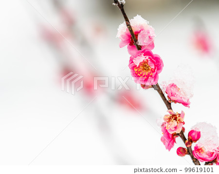 東京下雪天的風景 雪堆在盛開的紅梅上 99619101