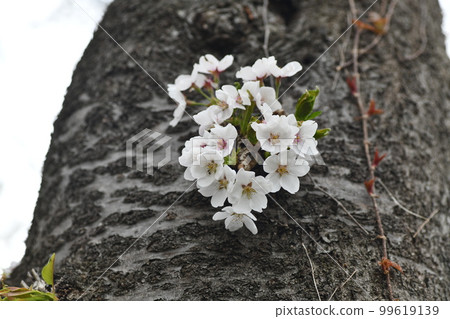 A colony of cherry blossoms growing on the trunk 99619139