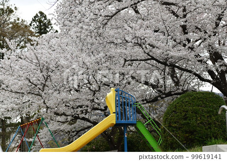 Big cherry tree on top of colorful slide and swings in Tsukioka Park 99619141