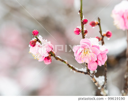 Scenery of a snowy day in Tokyo Snow piled up on red plums in full bloom 99619190