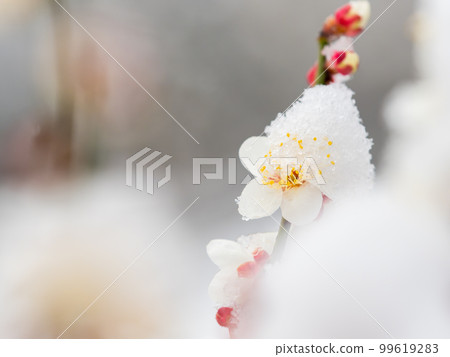 東京下雪的風景 盛開的白梅盛開 99619283