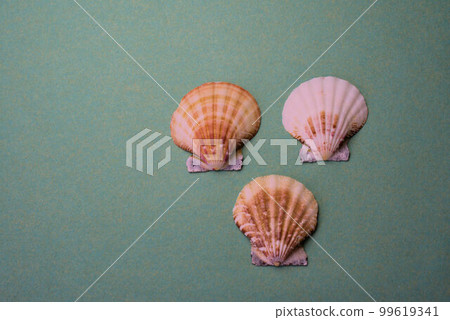 Itayagai Shell Okinawa Souvenir Itayagai Shell Okinawa Souvenir 99619341
