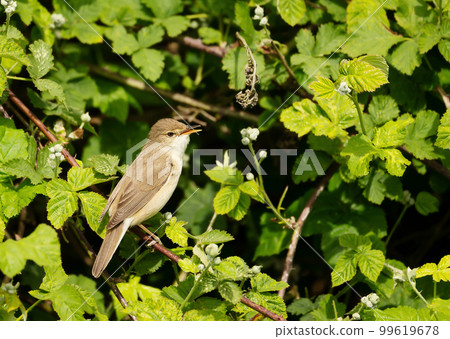 Close-up of a perched Common whitethroat 99619678