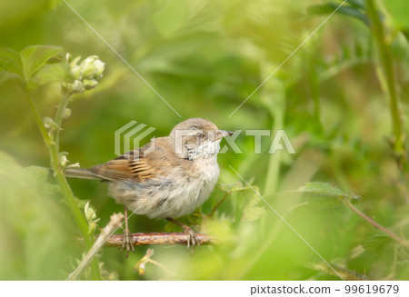 Close-up of a perched Common whitethroat juvenile 99619679
