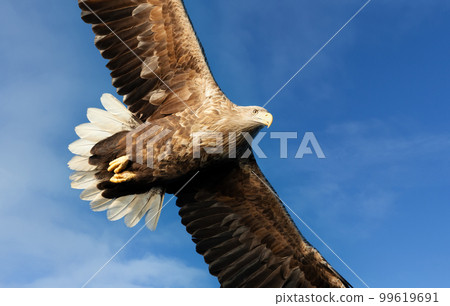 Close up of a White-tailed sea Eagle in flight 99619691