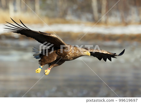 Close up of a White-tailed sea Eagle in flight 99619697