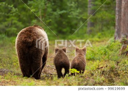 Mama bear with her cubs heading back to a forest Mama bear with her cubs heading back to a forest 99619699